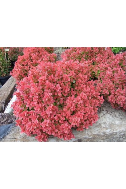 Барбарис Тунберга Рубі Стар опис